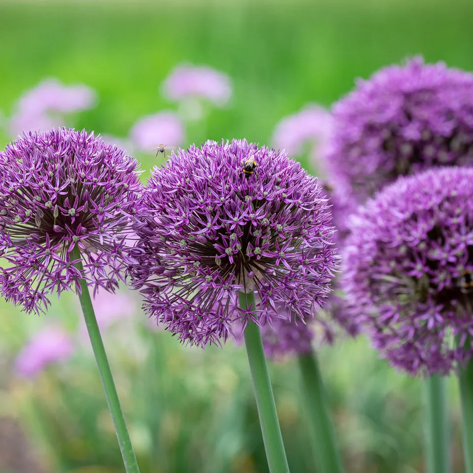 Sarah Raven Bulbs Allium Jackpot Blumenzwiebeln 5 Stück lila
