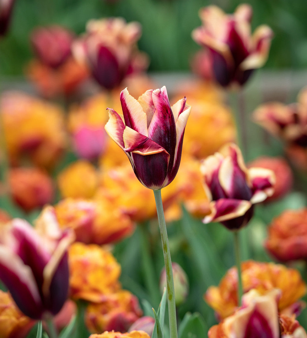Sarah Raven Bulbs Tulpe Slawa Blumenzwiebeln 10 Stück rot