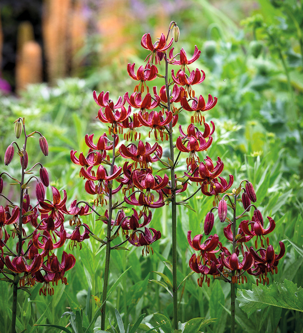 Sarah Raven Bulbs Lilium Claude Shride Lilienzwiebeln 3 Stück rot