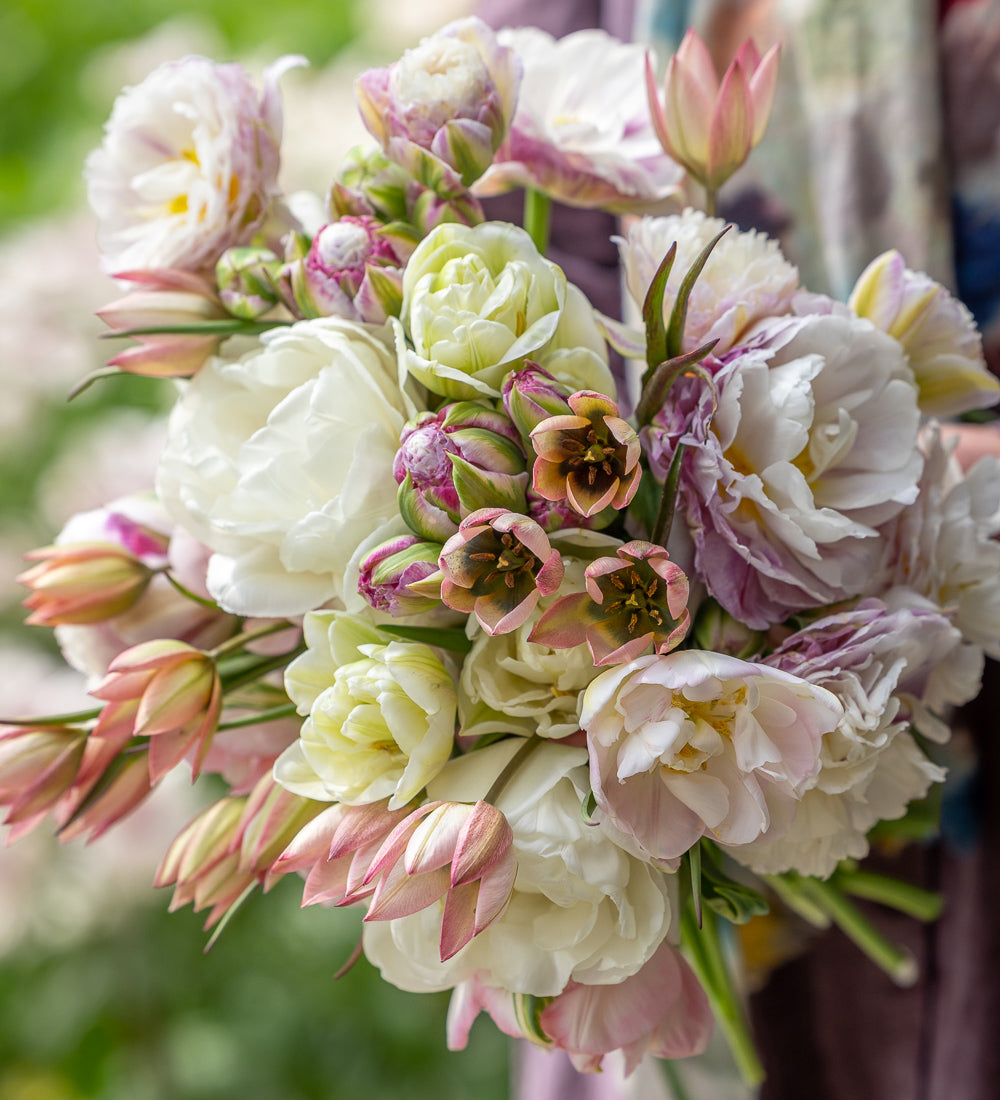 Sarah Raven Bulbs Mother of Pearl Tulip Collection 50 Zwiebeln pastell