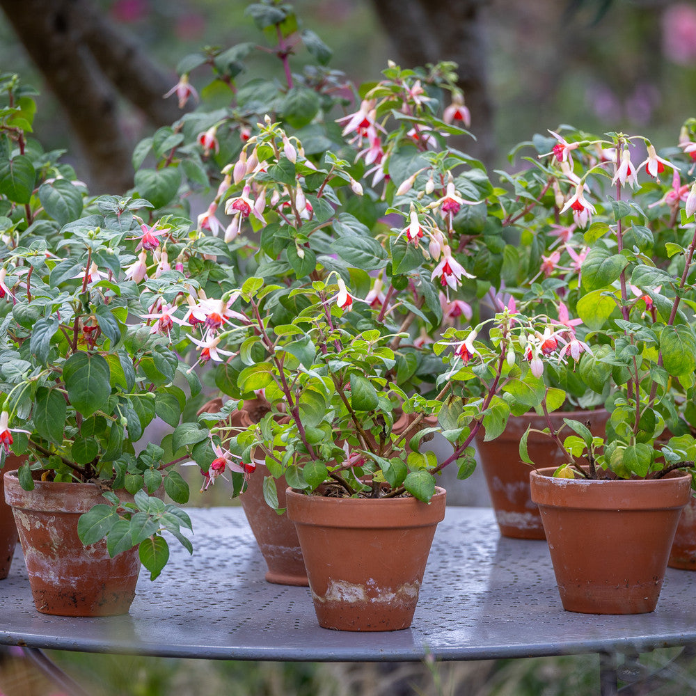 Sarah Raven Plants Fuchsie Mandarin Cream 3x9cm Dauerblüher