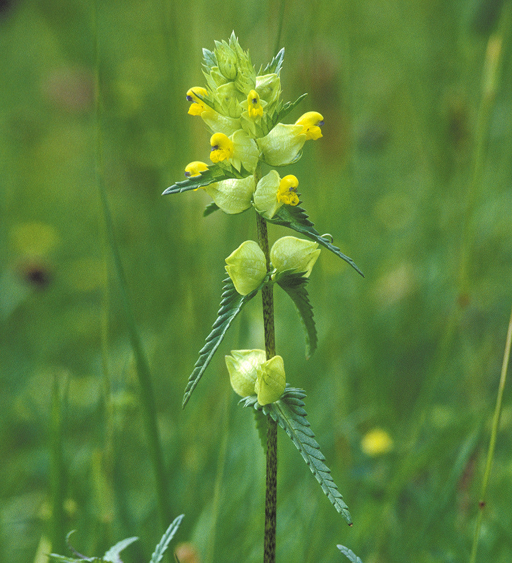 Sarah Raven Seeds Klappertopf Rhinanthus minor Samen 400 Samen