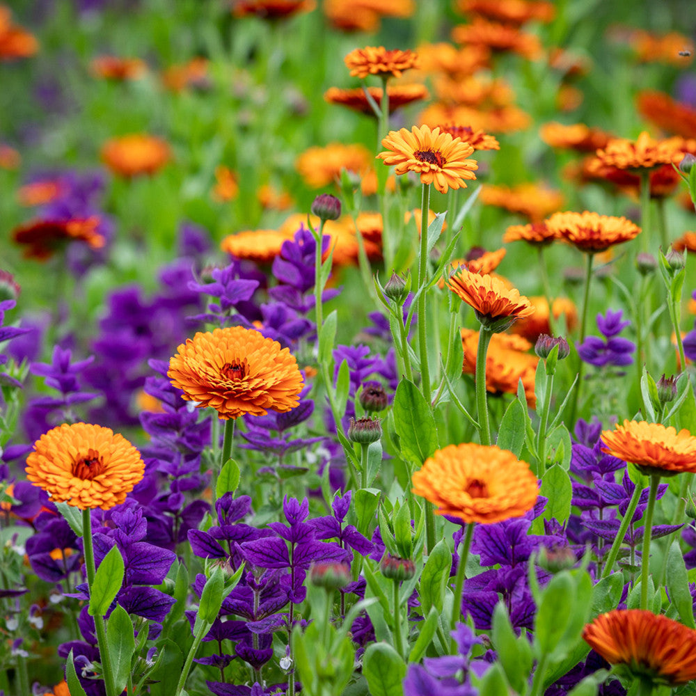 Sarah Raven Plants Calendula Indian Prince Samen 125 Samen