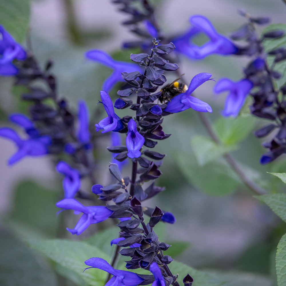 Sarah Raven Salvia Black and Blue Salbei 3 x 9cm Töpfe