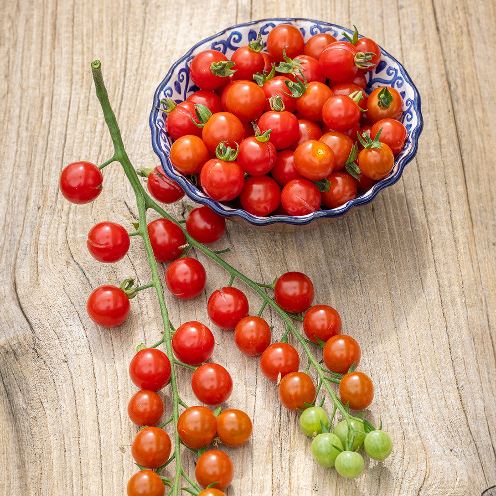 Sarah Raven Cerise Supersweet Tomate 10 Samen F1