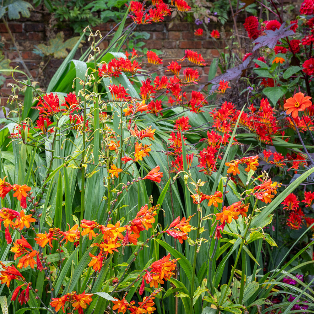 Sarah Raven Glowing Embers Crocosmia Stauden 6x9cm rot