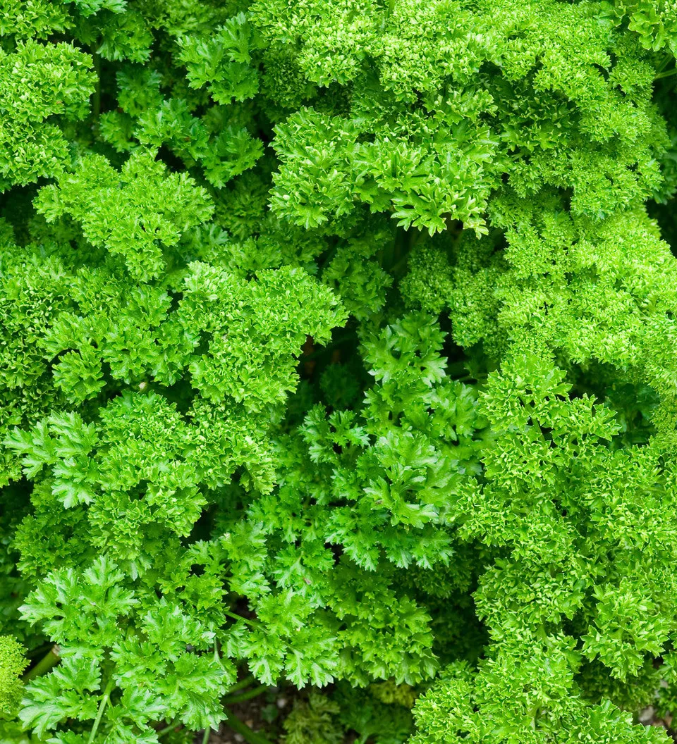 Sarah Raven Seeds Petersilie Moss Curled Samen 1000 Samen Küche