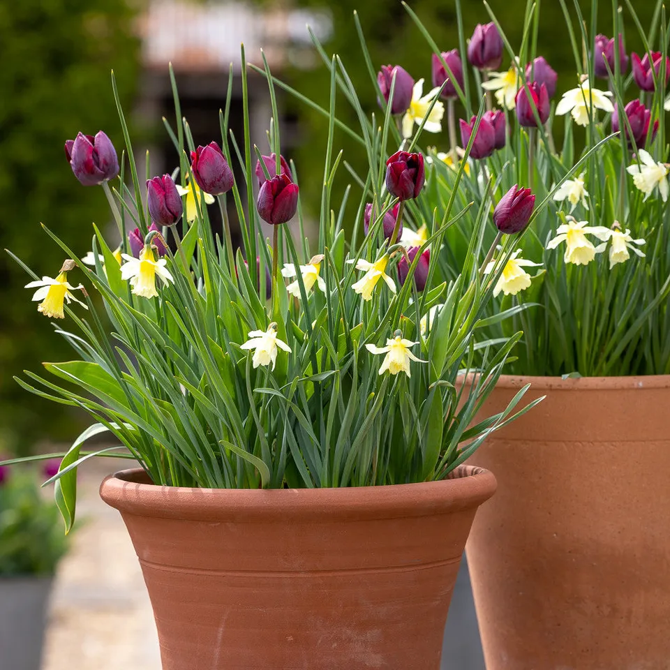 Sarah Raven Bulbs Lasagne Blumenzwiebeln 35 Stk Topf-Mix