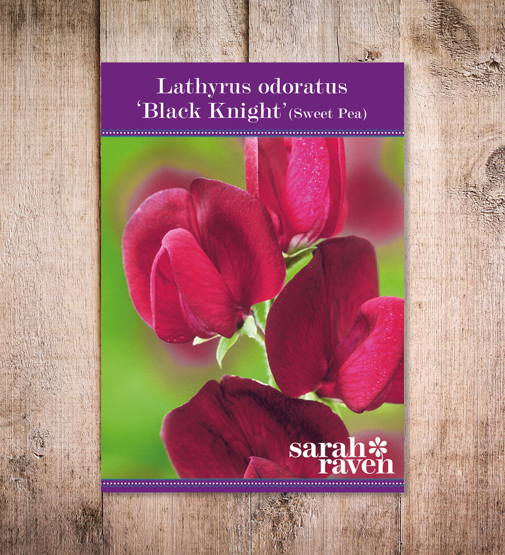 Sarah Raven Seeds Duftwicke Black Knight Samen 20 Korn dunkel