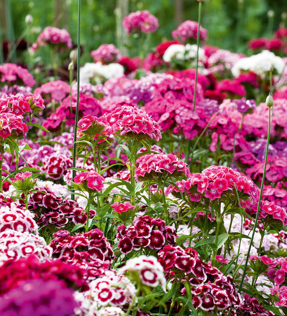 Sarah Raven Seeds Dianthus barbatus Electron Mix Bartnelkensamen 200 Samen