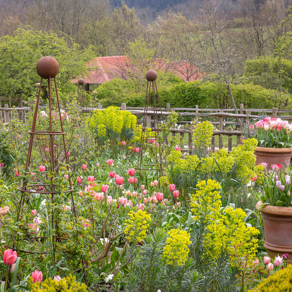 Sarah Raven Bulbs Tulpe Bella Blush Blumenzwiebel 10 Stück rosa