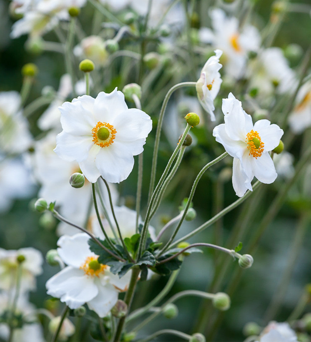 Sarah Raven Plants White Woodland Collection Pflanzen 9 Töpfe Schatten