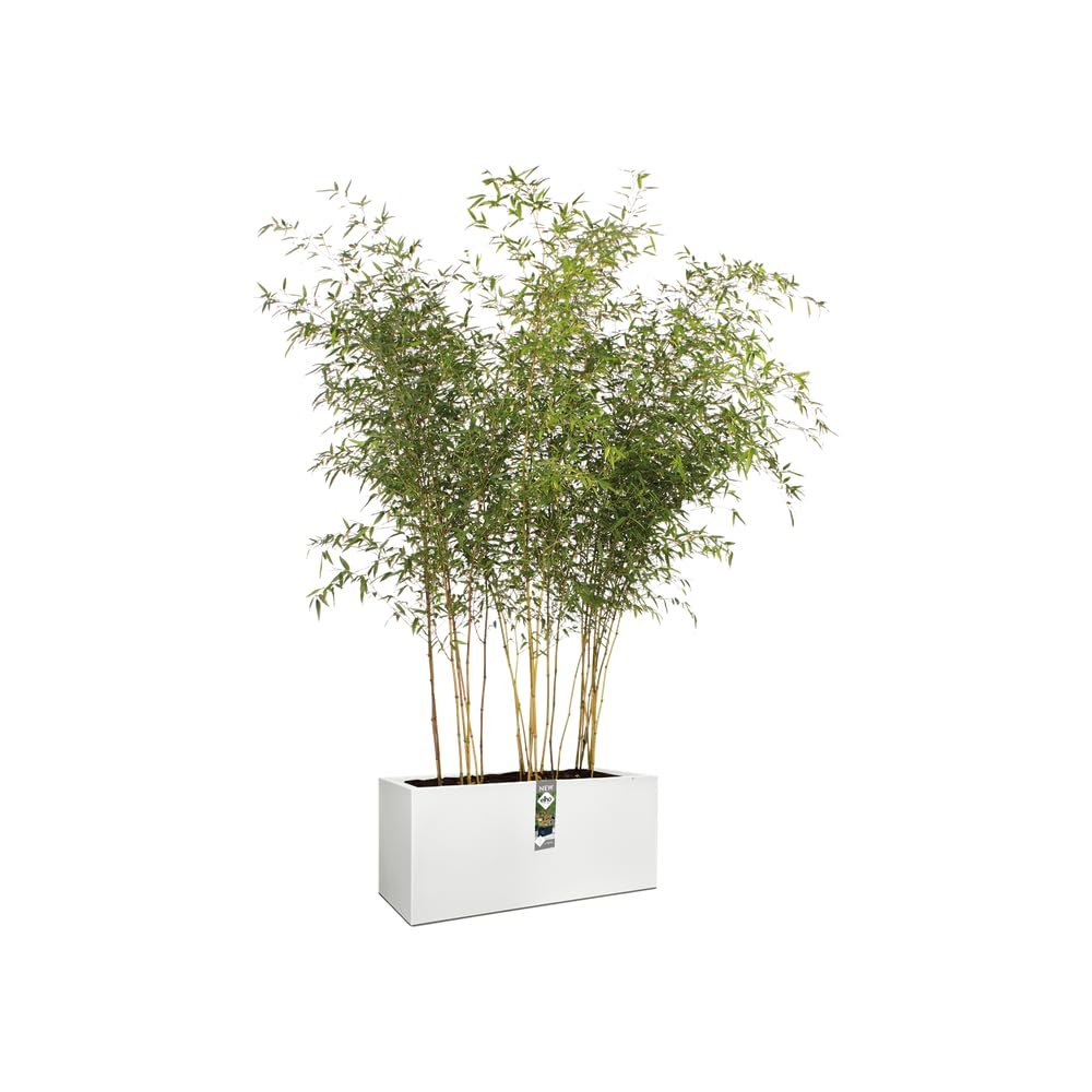 elho Vivo Long Blumenkasten weiß 90 cm mit Rollen