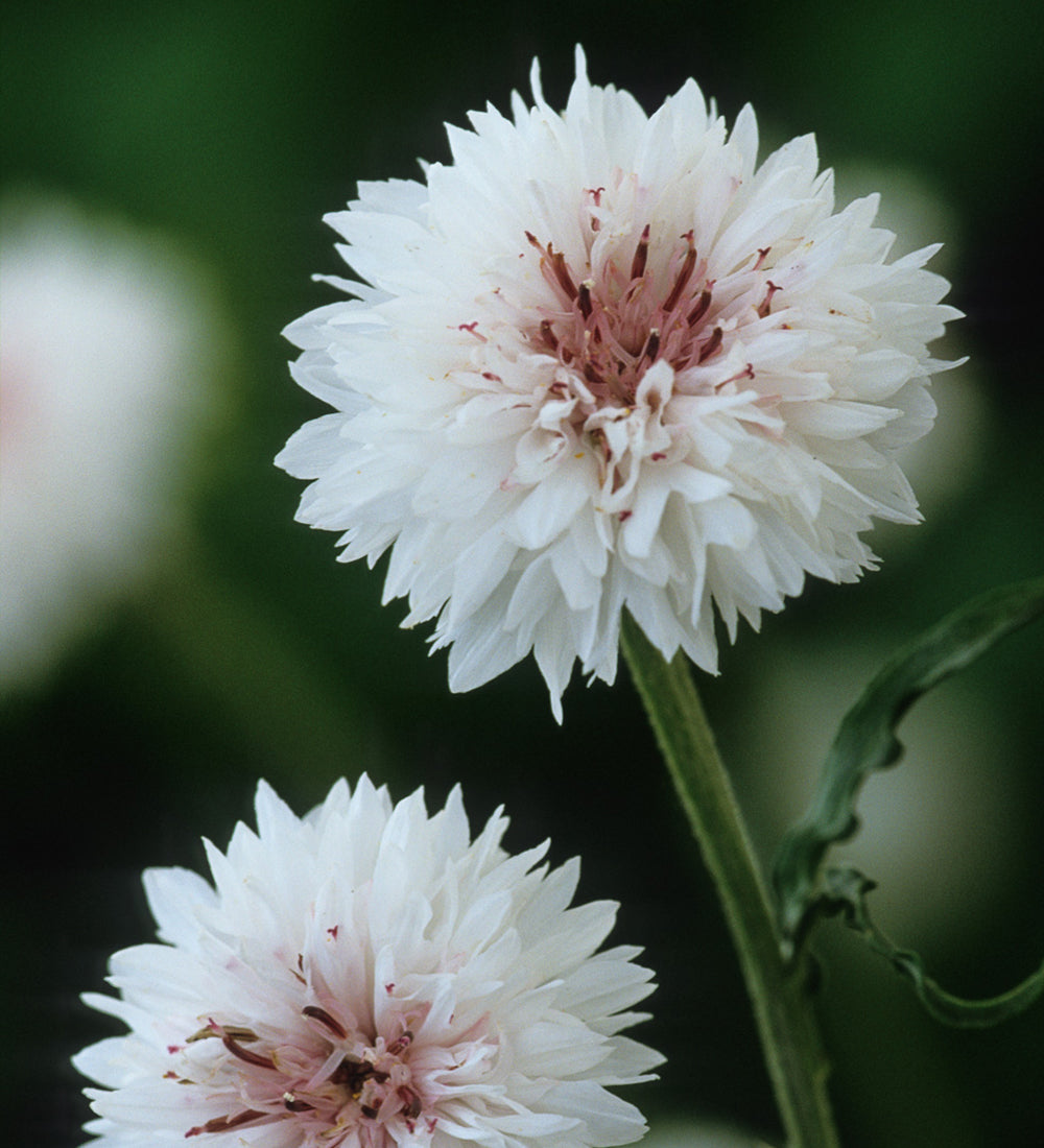 Sarah Raven Seeds Centaurea cyanus White Blumensamen 500 Samen weiß