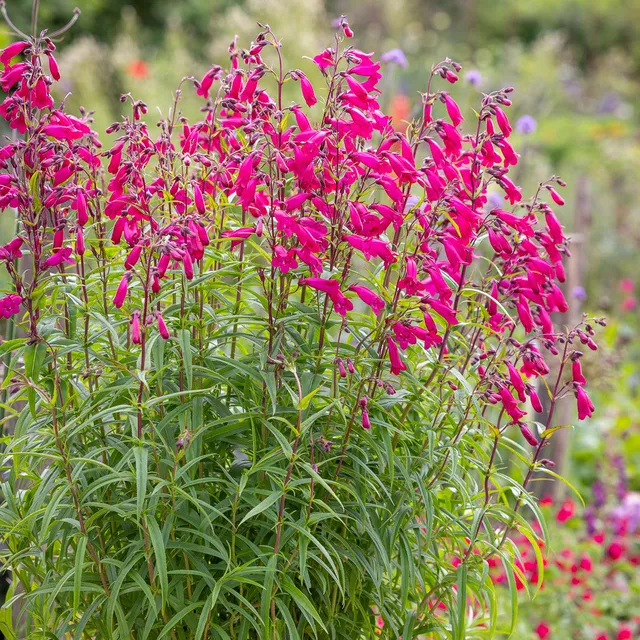 Sarah Raven Plants Penstemon Friedrich Hahn Pflanze 2L Topf rot