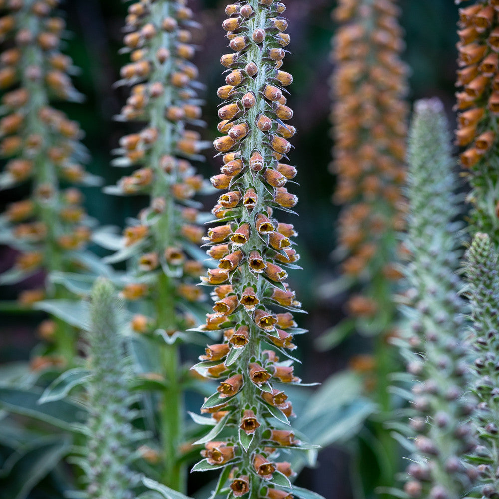 Sarah Raven Plants Digitalis parviflora Milk Chocolate Pflanze 9cm