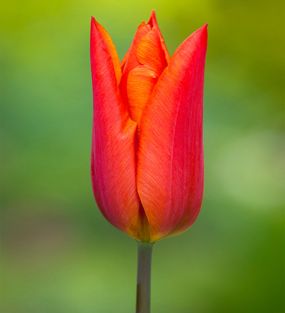 Sarah Raven Rich Sienna Tulpe Goldlack Kollektion 16 Stück orange