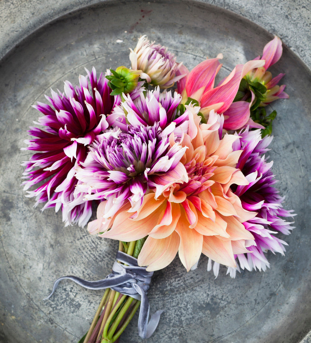 Sarah Raven Bulbs Dahlia Labyrinth Dahlienknolle 1 Knolle rosa