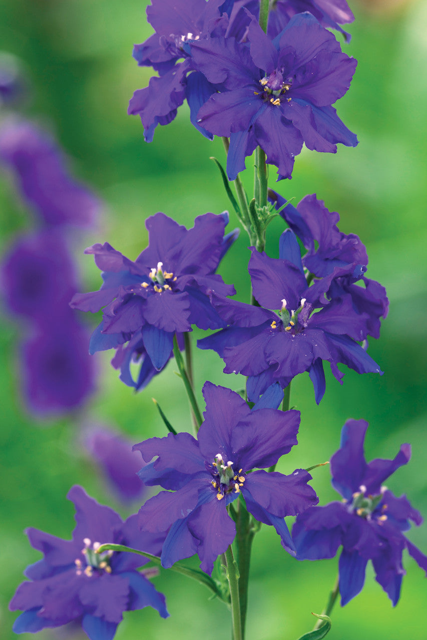 Sarah Raven Seeds Consolida Dark Blue 400 Samen dunkelblau
