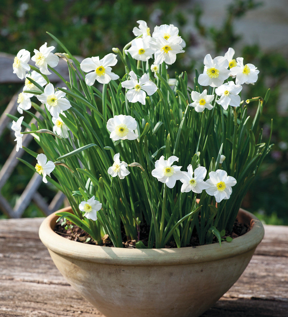 Sarah Raven Bulbs Narcissus for Pots Blumenzwiebeln 40 Stück duftend