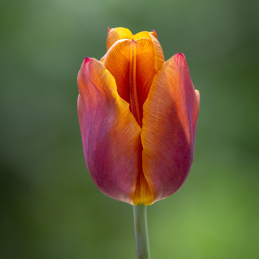 Sarah Raven Bulbs Mellow Tulip Blumenzwiebeln 25 Stück vintage