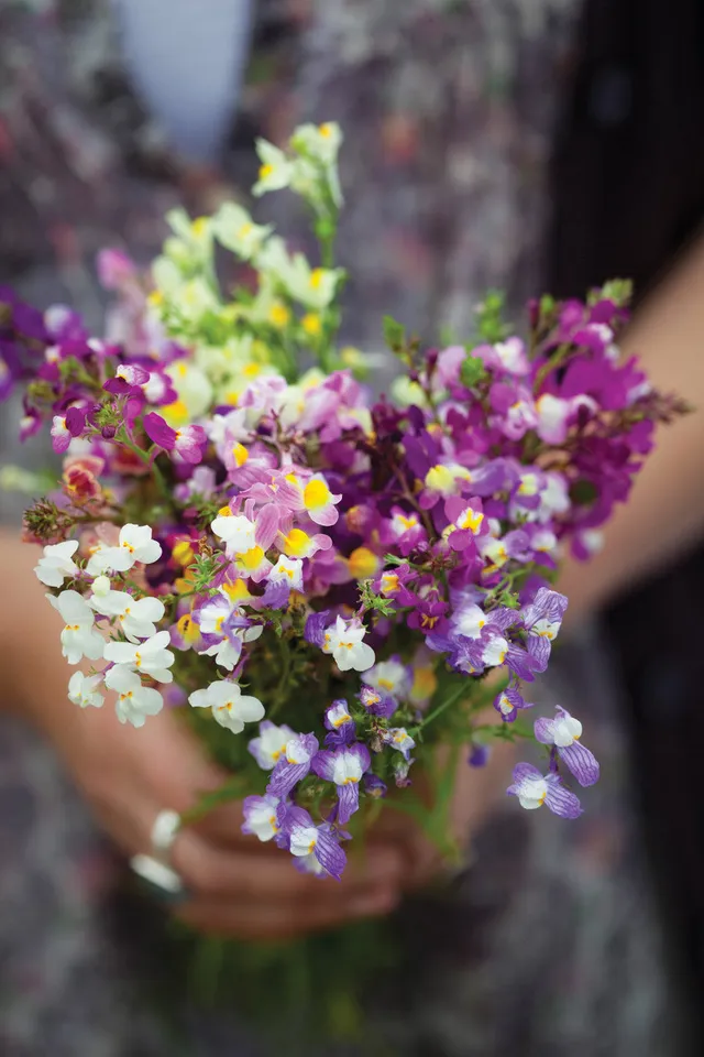 Sarah Raven Linaria maroccana Sweeties Blumensamen 500 Samen