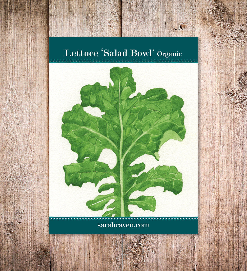 Sarah Raven Seeds Lettuce Salad Bowl Gemüsesamen 750 Samen bio