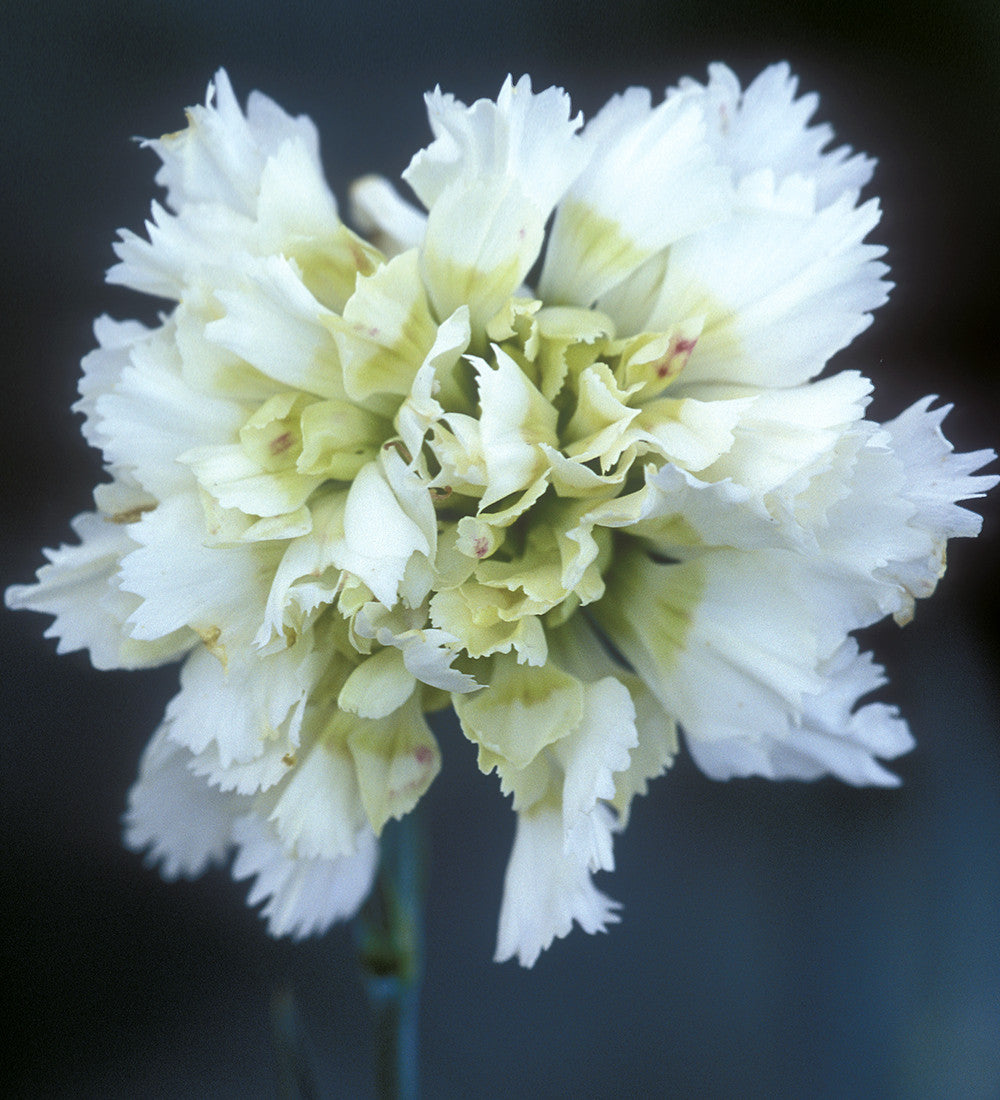 Sarah Raven Plants Dianthus Mrs Sinkins Nelke 3x9cm