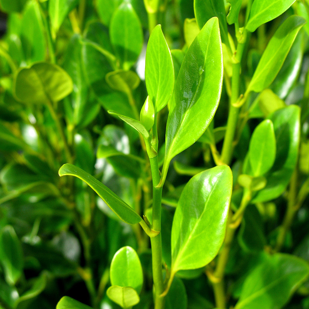 Sarah Raven Plants Griselinia littoralis Pflanze 2 Liter Topf immergrün