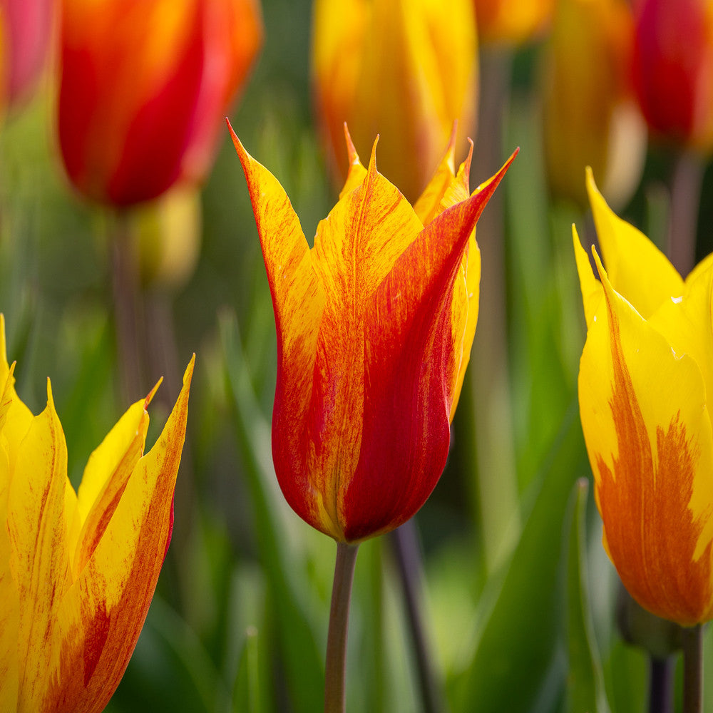 Sarah Raven Bulbs Tulip Vendee Globe Blumenzwiebeln 10 Zwiebeln