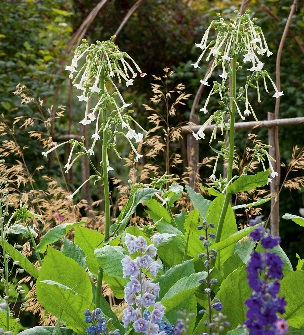 Sarah Raven Seeds Nicotiana Only the Lonely Samen 200 Korn Nachduft