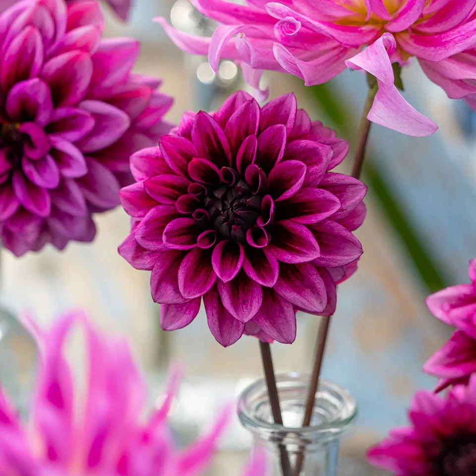 Sarah Raven Bulbs Dahlie Davina Michelle Knolle 1 Knolle magenta