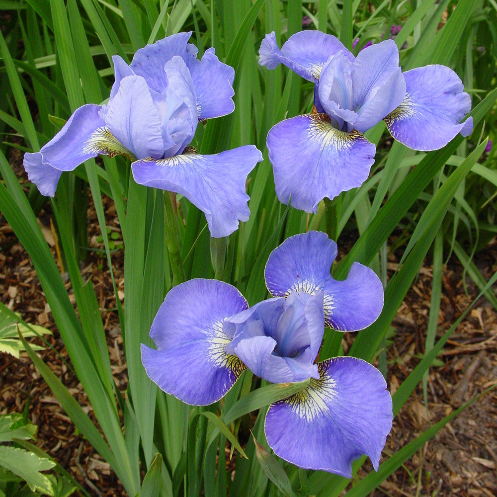 Sarah Raven Plants Iris sibirica Blue Moon Staude 3 Rhizome