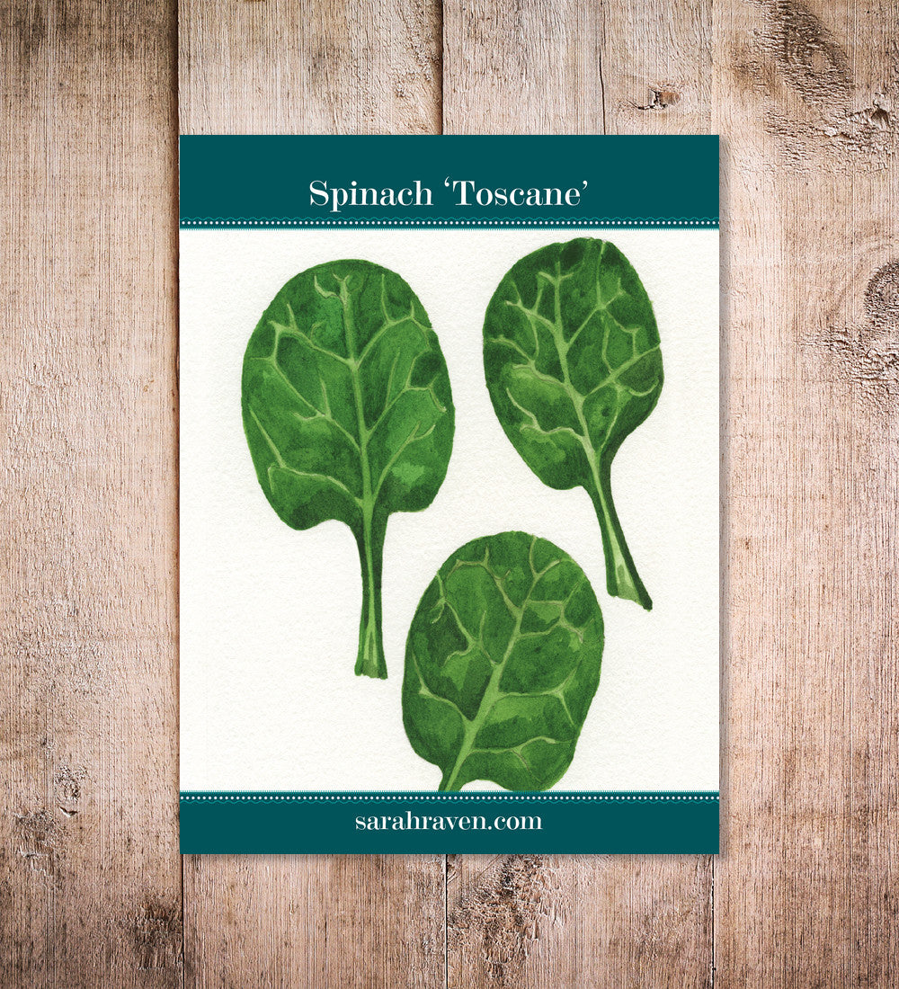 Sarah Raven Spinat Toscane Samen 150 Stück schossfest