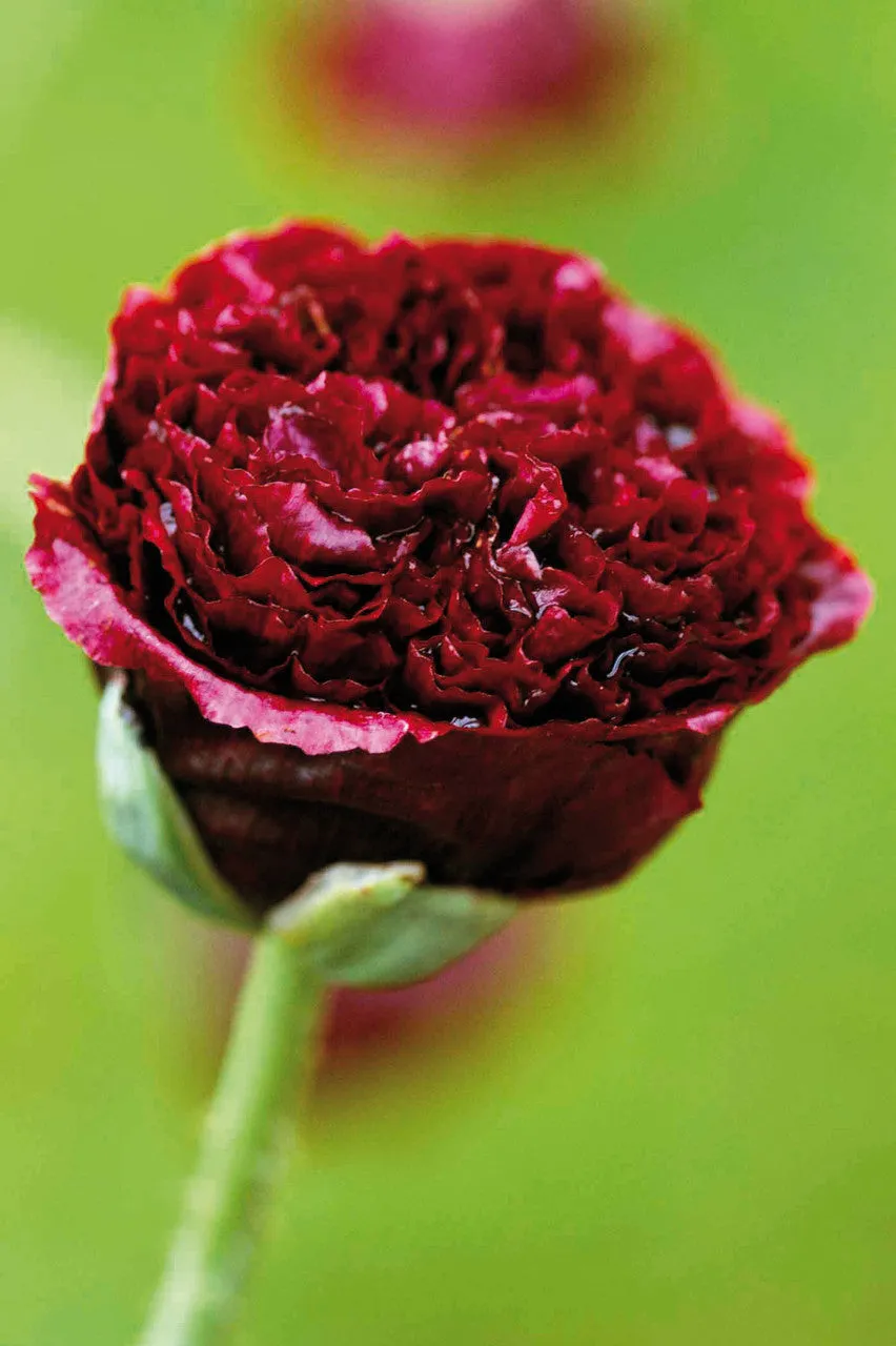 Sarah Raven Seeds Papaver somniferum Black Beauty Blumensamen 150 Samen