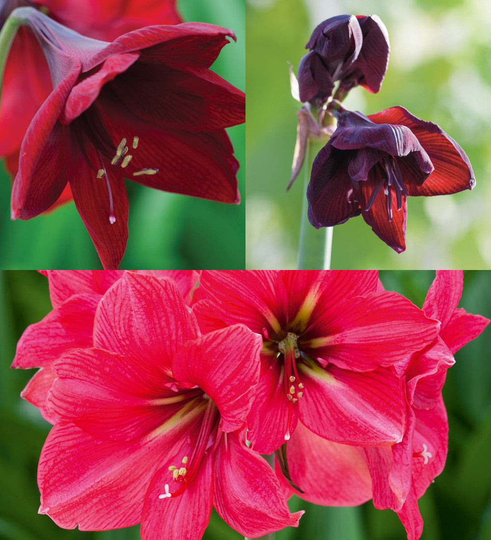 Sarah Raven Christmas Amaryllis Blumenzwiebeln 3 Stück rot