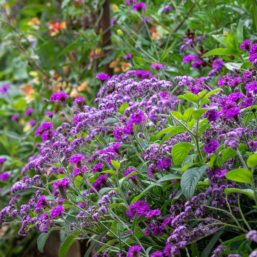Sarah Raven Plants Heliotropium Reva Duftpflanze 3x9cm Topf