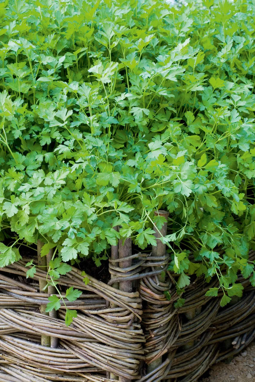 Sarah Raven Seeds Koriander Leisure Saatgut 100 Samen bio