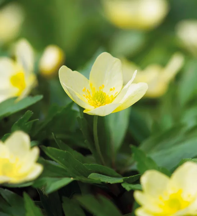 Sarah Raven Bulbs Anemone x lipsiensis Blumenzwiebeln 6 Rhizome gelb