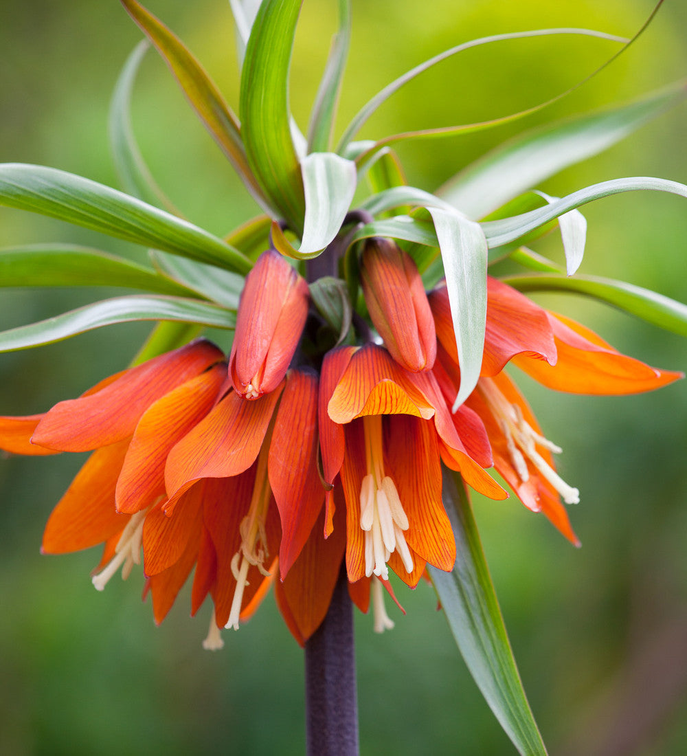 Sarah Raven Bulbs Fritillaria Orange Beauty 3 Zwiebeln rot