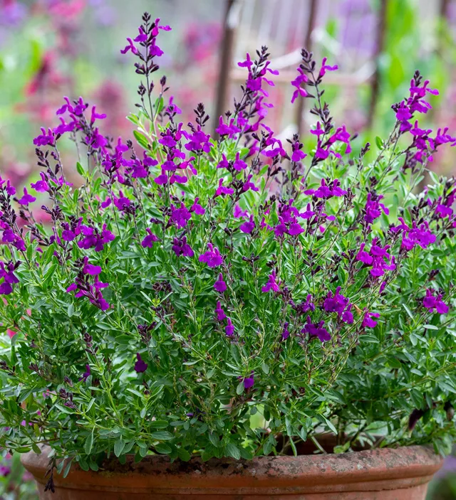 Sarah Raven Plants Salvia Mirage Deep Purple 3 Töpfe Lila