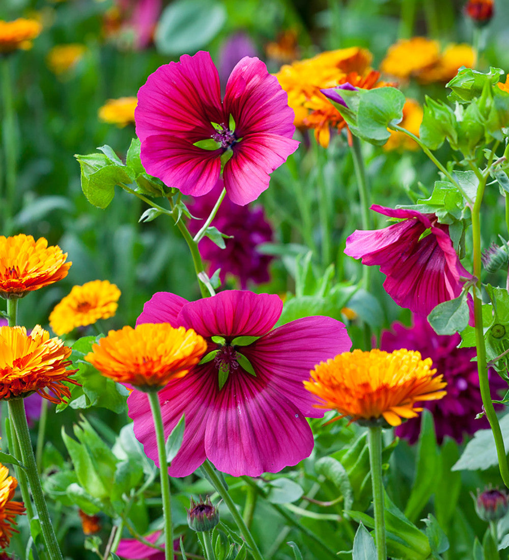 Sarah Raven Seeds Malope Vulcan Samen 70 Stück magenta