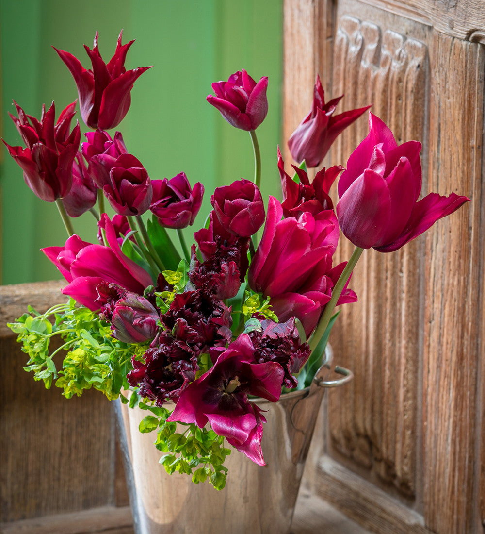 Sarah Raven Tulip Havran Blumenzwiebel 10 Zwiebeln schwarz