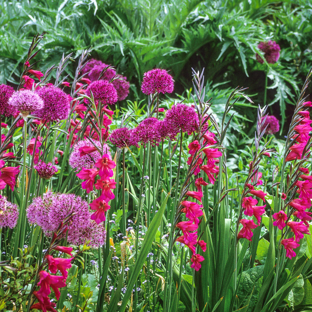 Sarah Raven Bulbs Gladiolus Allium Mix Zwiebeln 35 Stück lila