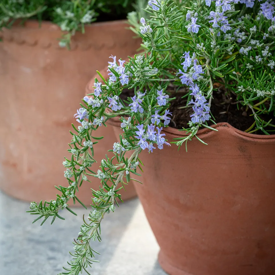 Sarah Raven Plants Rosemarinus prostratus Pflanze 1x 2-Liter-Topf hängend