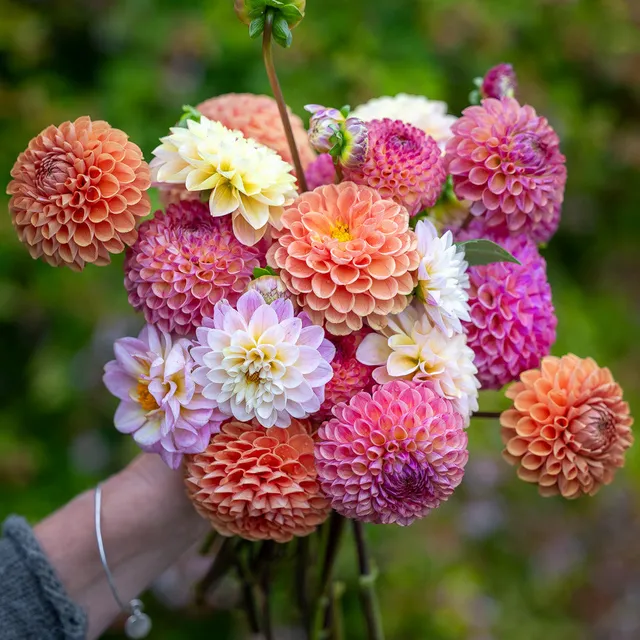 Sarah Raven Perfect PomPom Dahlienknollen 4 Knollen rosa