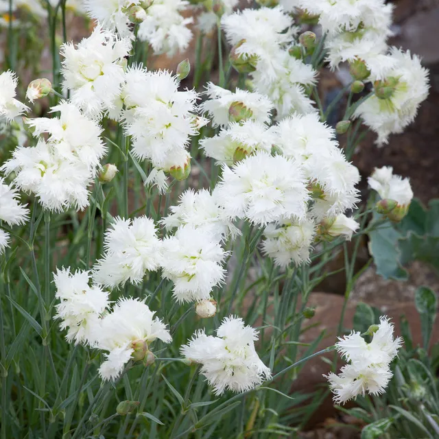 Sarah Raven Plants Dianthus Mrs Sinkins Nelke 3x9cm