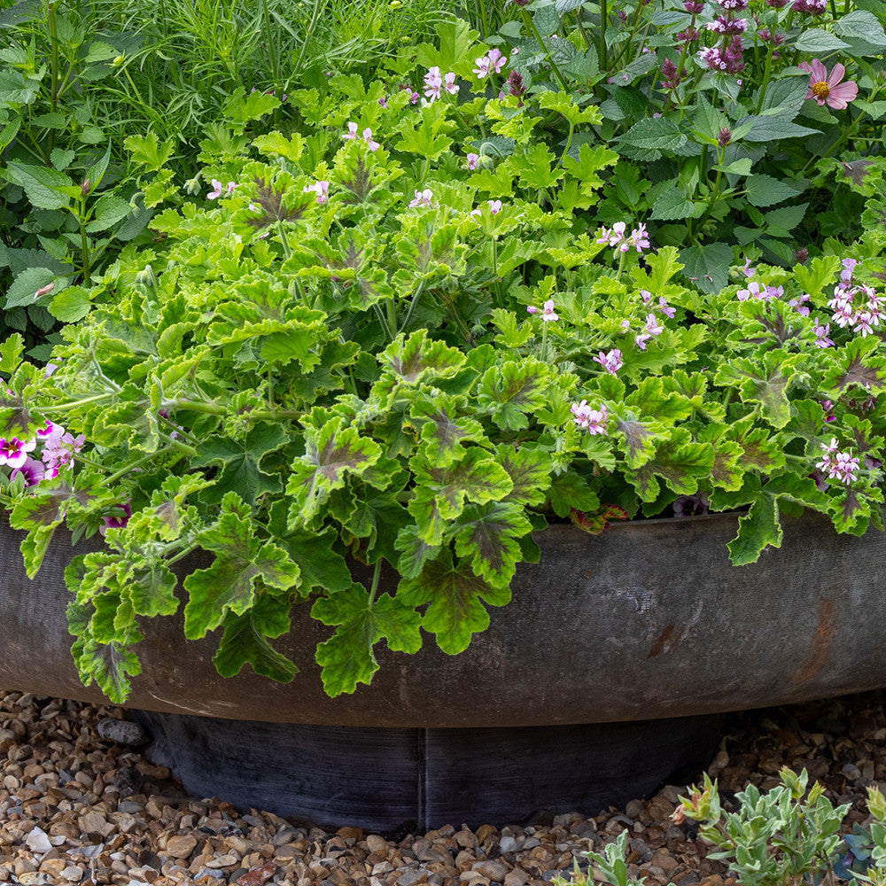 Sarah Raven Plants Pelargonium Chocolate Peppermint Pflanze 2L