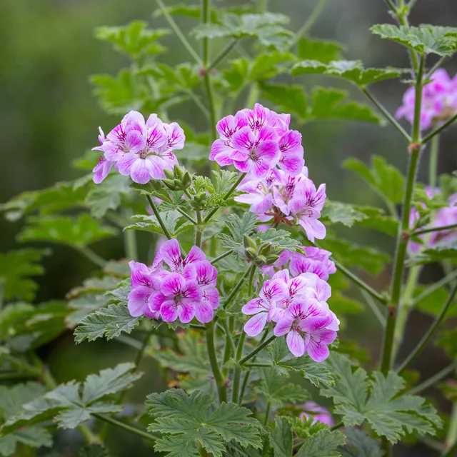 Sarah Raven Plants Pelargonium Madame Auguste Nonin Pflanze 3x9cm rosa