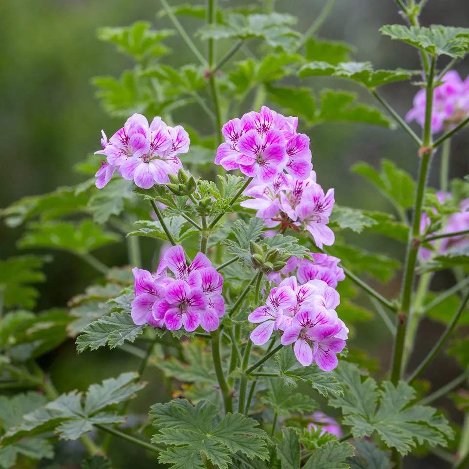 Sarah Raven Plants Pelargonium Madame Auguste Nonin Pflanze 3x9cm rosa